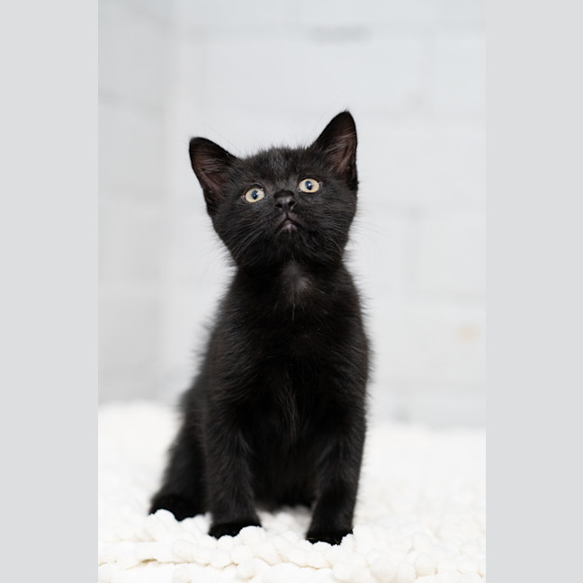 Photo of Inky
