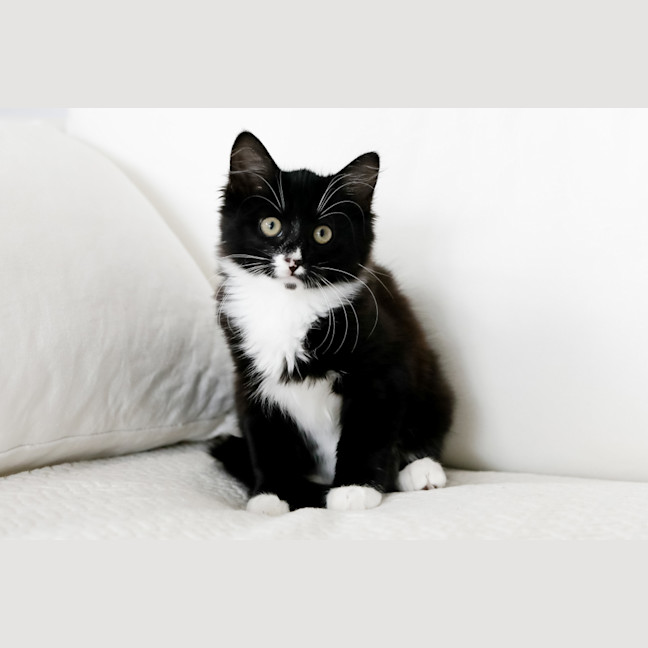 Photo of Mavis