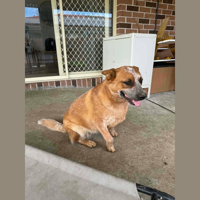 Photo of Ginger   1.5 Year Old Cattle Dog