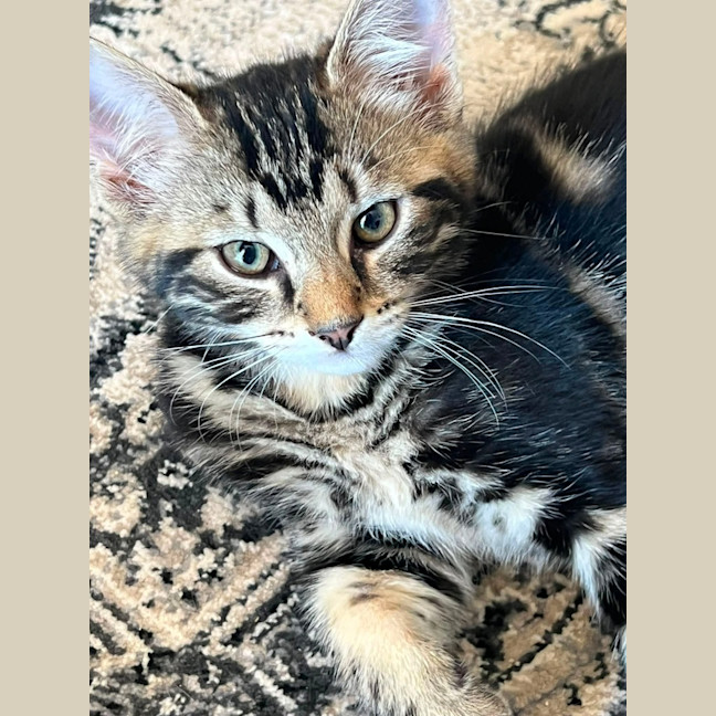 Photo of Sprinkles