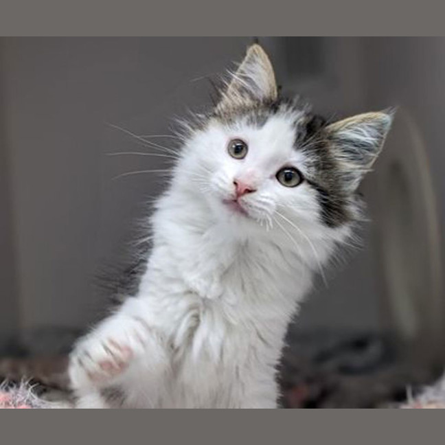 Photo of Pumpkin