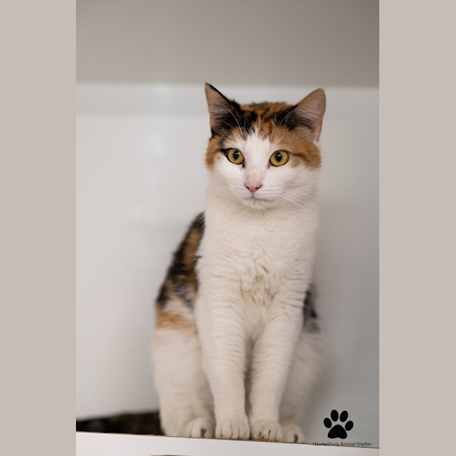 Photo of Pebbles