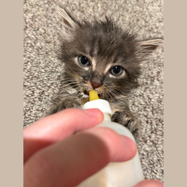 Photo of Chester A.K.A Chesticles