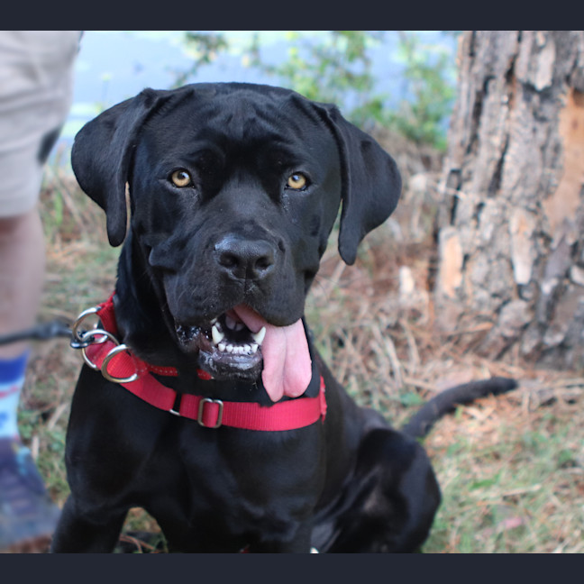 Photo of Calypso