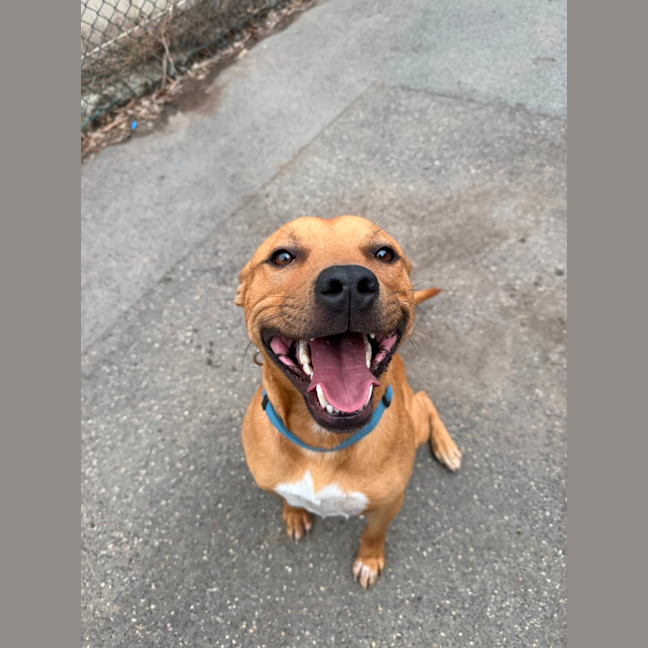Photo of Chino