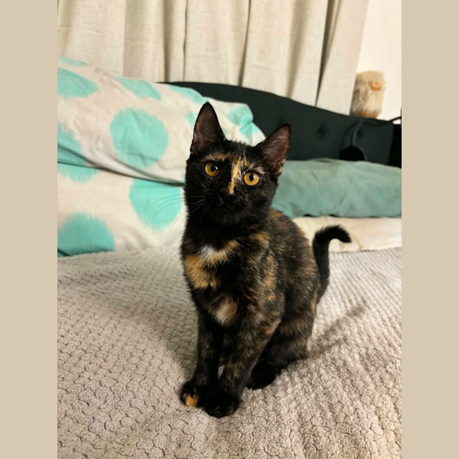 Photo of Whisper