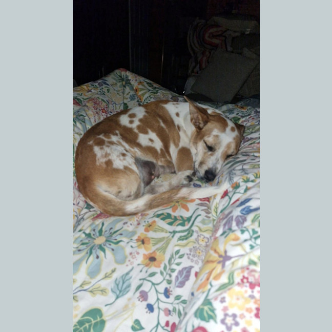 Photo of Neapolitan 