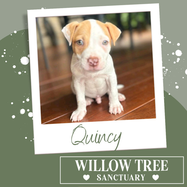 Photo of Quincy
