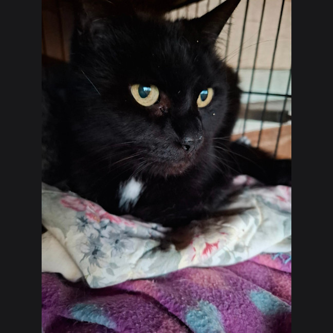 Photo of Sooty