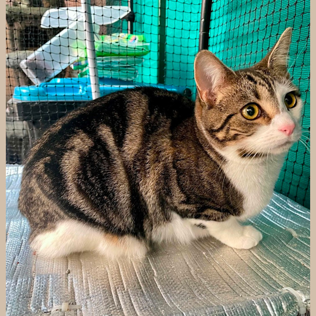 Photo of Judah ** 2nd Chance Cat Rescue **