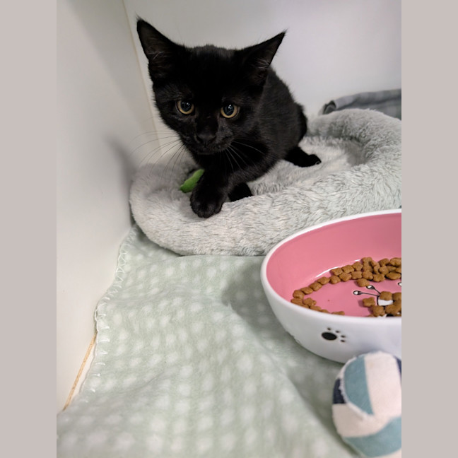 Photo of Hocus 