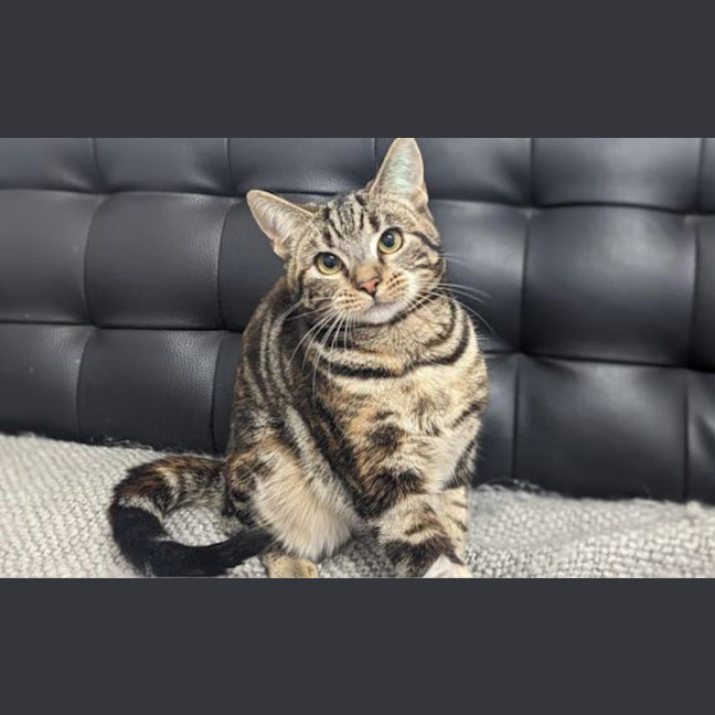 Photo of Clementine