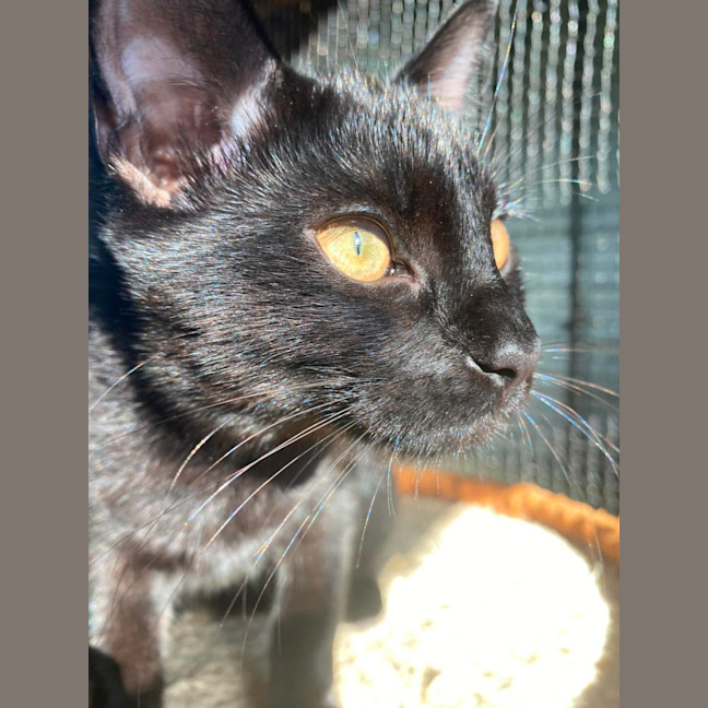 Photo of Purrsephone