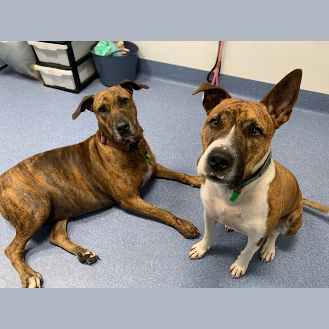 Photo of Crackles And Rocket 