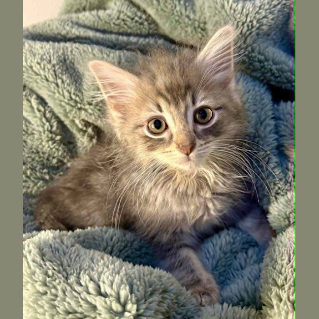 Photo of Frankie 