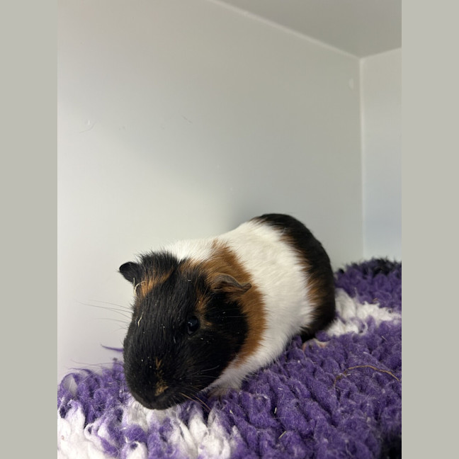 Photo of Chutney