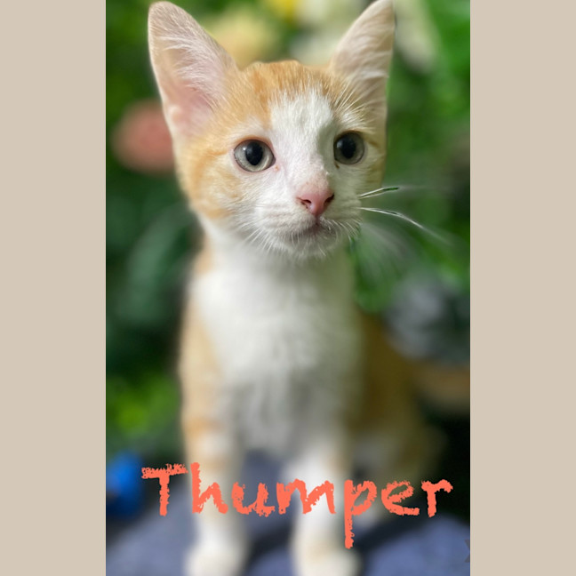 Photo of Thumper