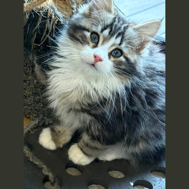 Photo of Jake 🦁💙🦁