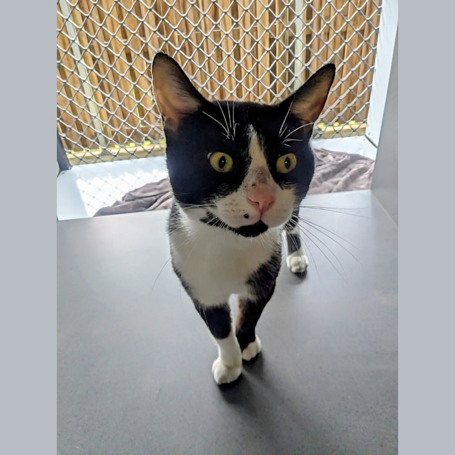 Photo of Sir Meowsalot