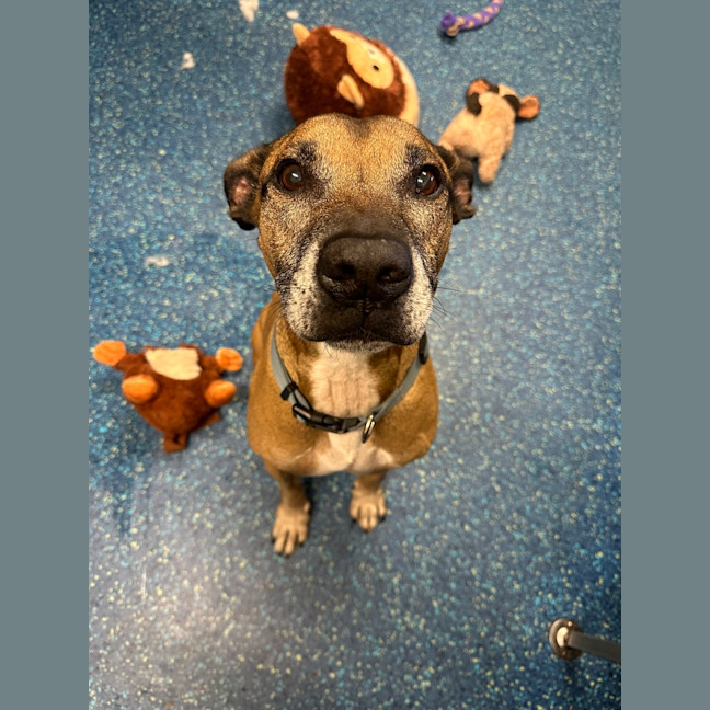 Photo of Diesel