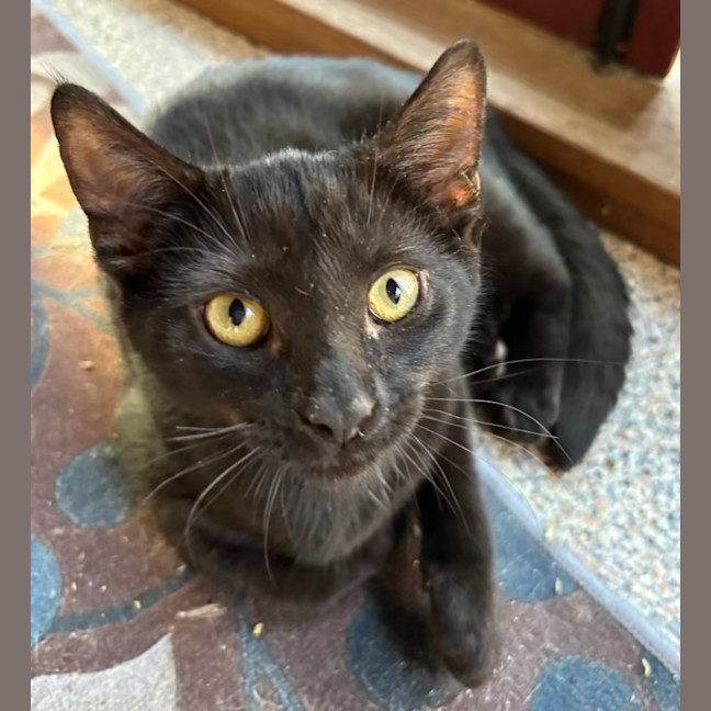 Photo of Emine Aka "Babybat"