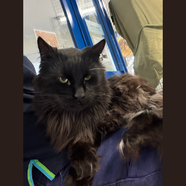Photo of Percival