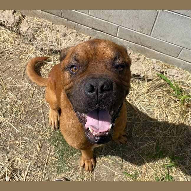 Photo of Chino