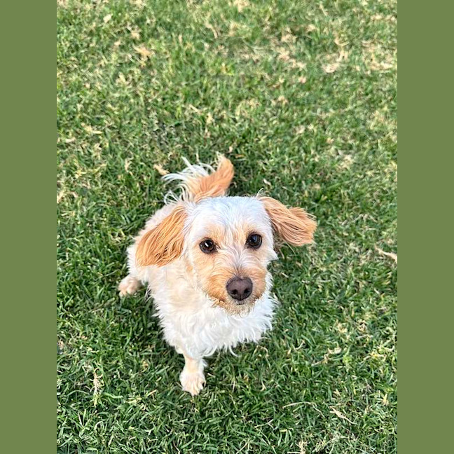 Photo of Louie
