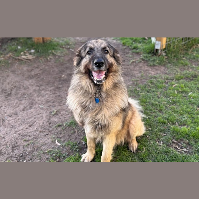 Photo of Lucky