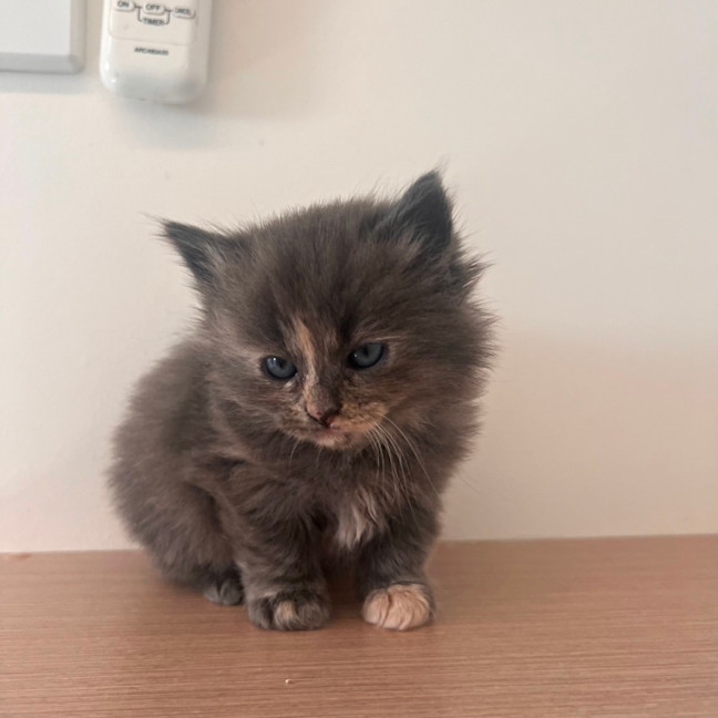 Photo of C1474 Genevieve