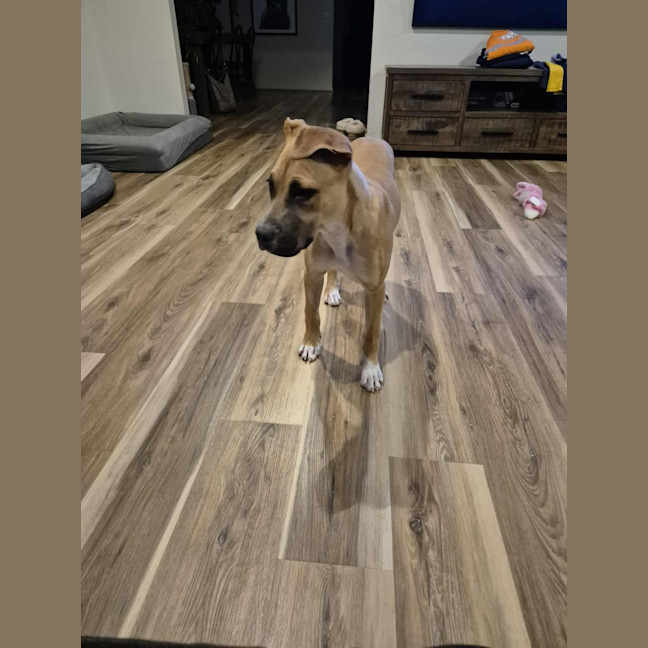 Photo of Lola