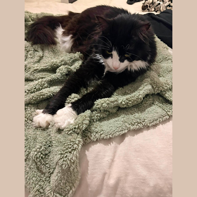Photo of Sassy (Located In Carlton)