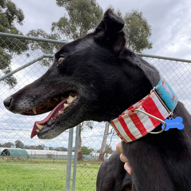 Photo of Frederick The Greyhound
