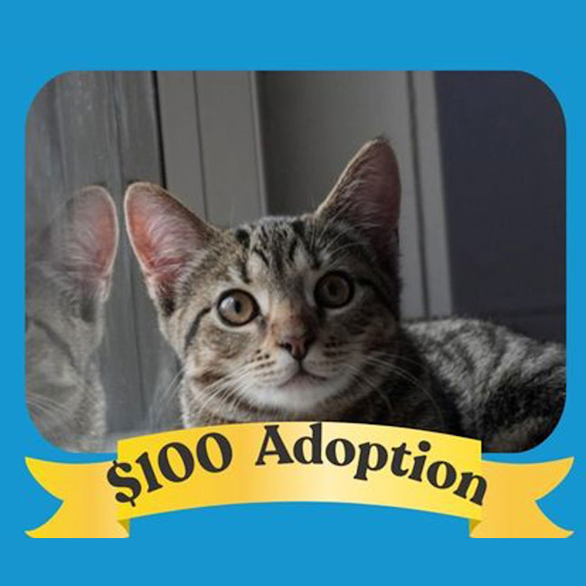 Photo of Willow