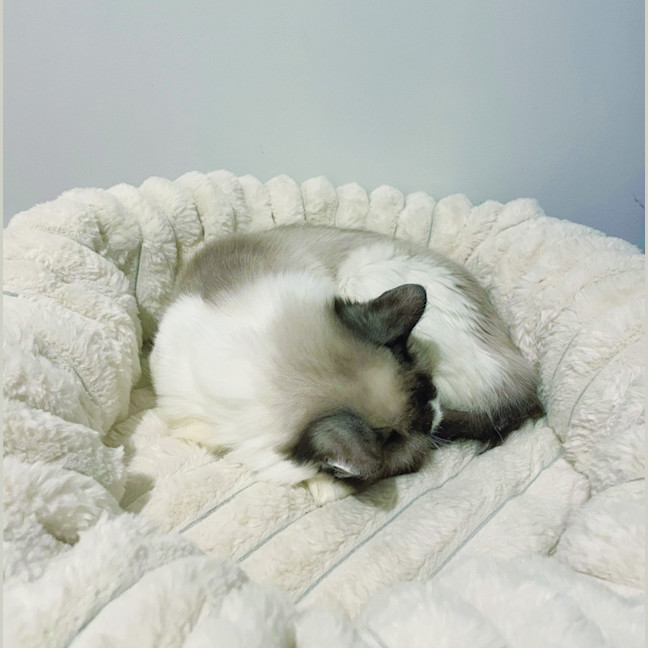 Yuri - Female Ragdoll Mix Cat in VIC - PetRescue
