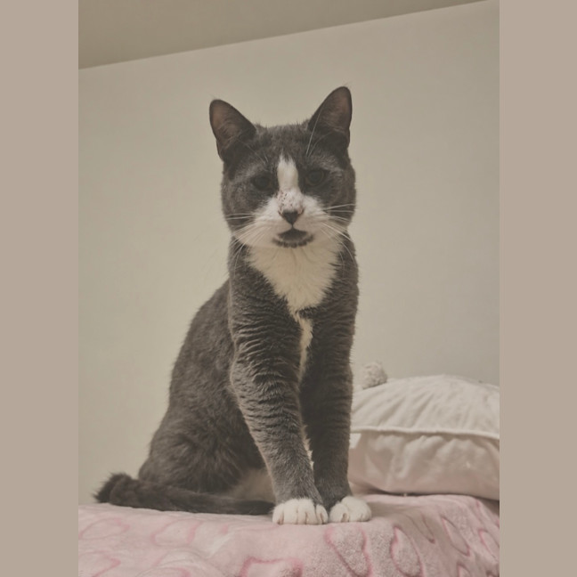 Photo of Odin