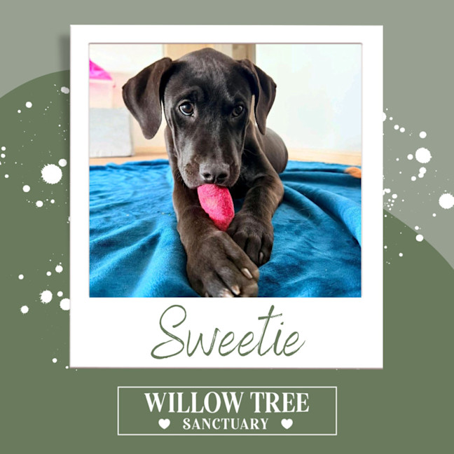 Photo of Sweetie
