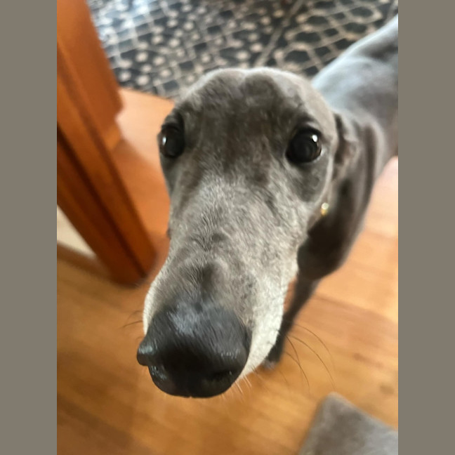 Photo of Lola