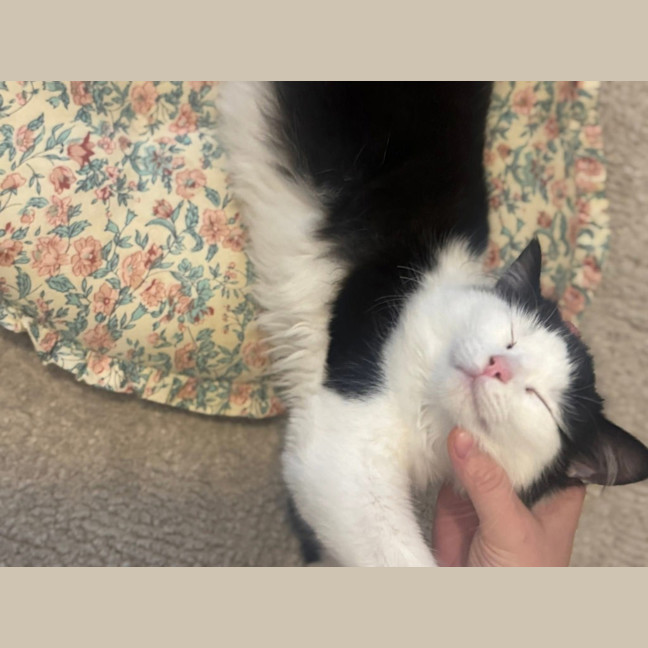 Photo of Biscuit