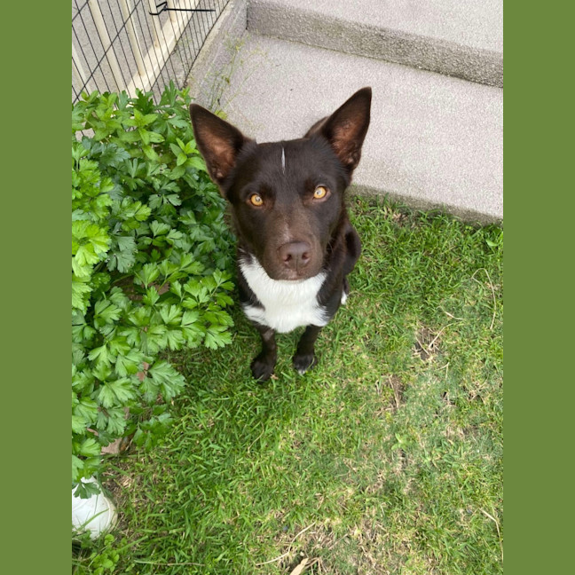 Photo of Baxter