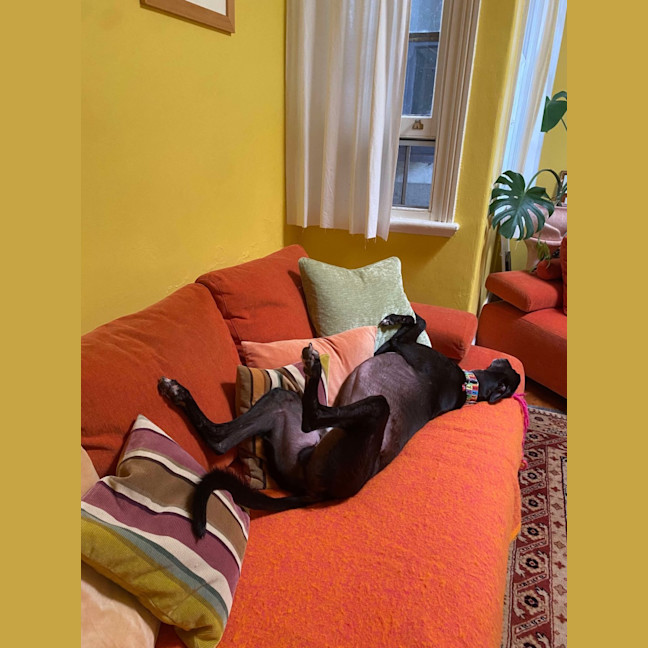 Photo of Ace The Greyhound