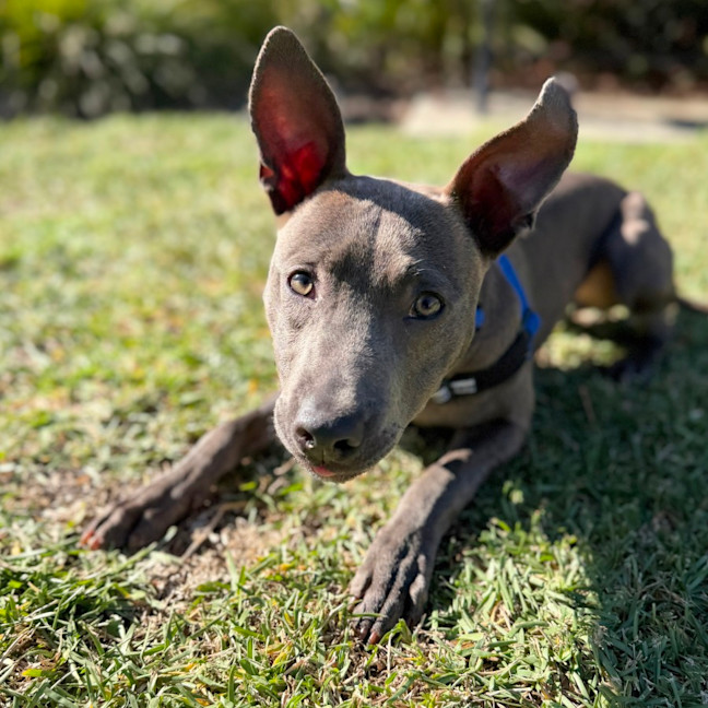 Photo of Piper