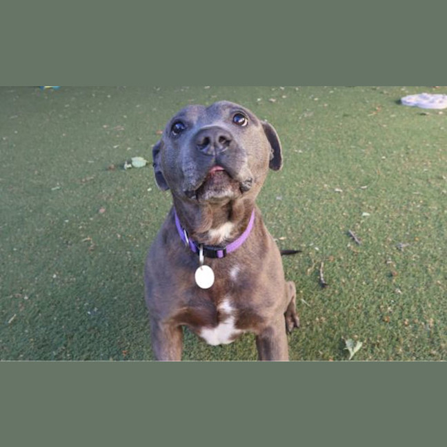 Photo of Shiloh