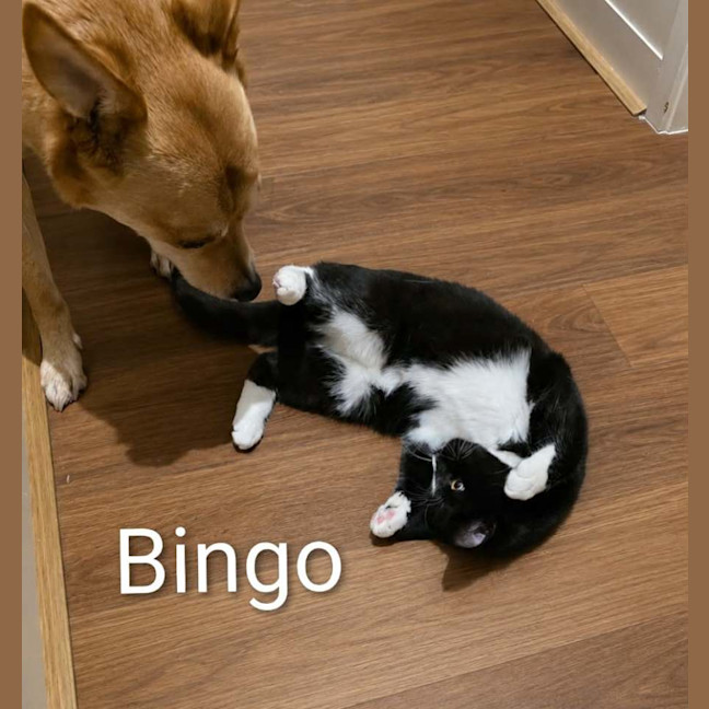 Photo of Bluey & Bingo 