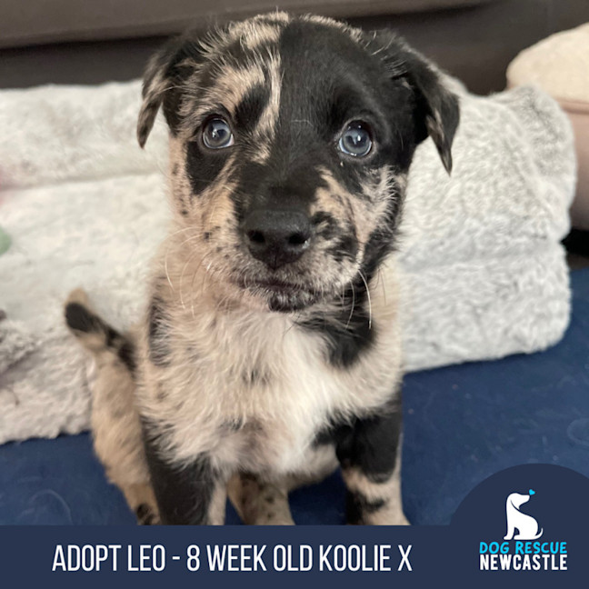 Dog Rescue Blue Heeler Mix Puppies For Sale Near Me Pet Groomer