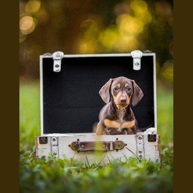 Photo of Bodhi