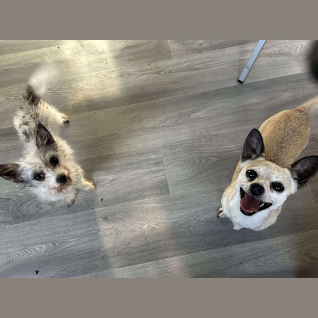 Photo of Bella