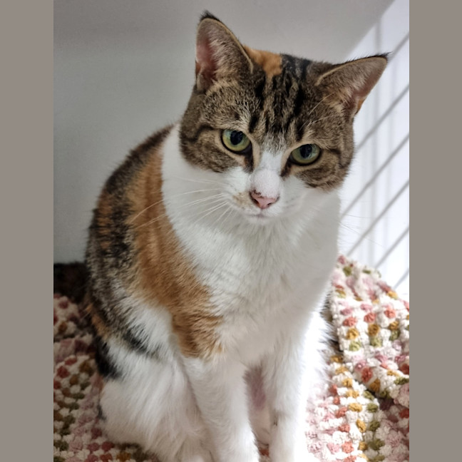Photo of Fabiola (Bonded With Maxine) 
