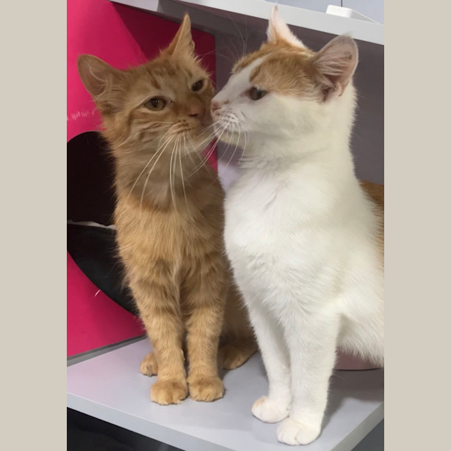 Photo of Aslan And Mr Squiggle