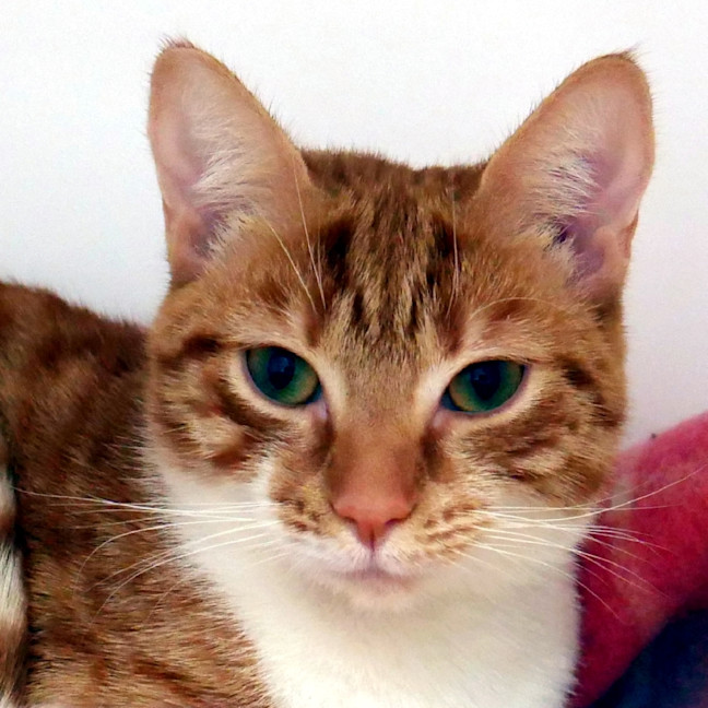 Photo of Tangerine Sta014522